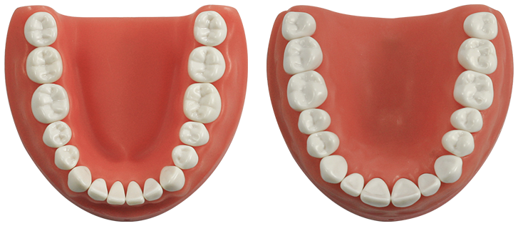 Periodontics