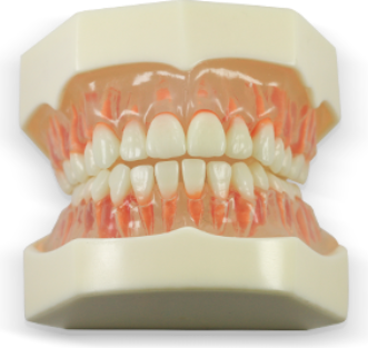 Dental Study Model